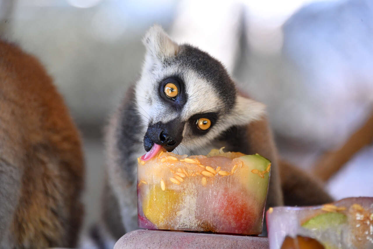 Tarsus Doğa Parkı'nda lemurlar buzlu meyve kokteyliyle serinliyor 5
